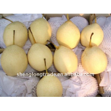 2011 china fresh ya pears